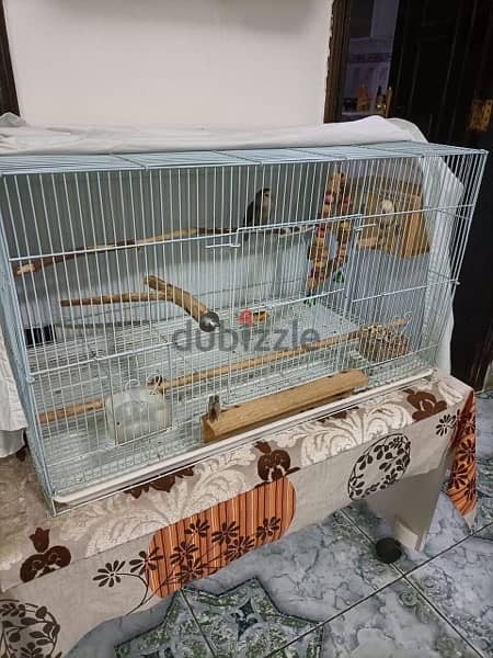 2 LoveBirds With Cage for sale 1