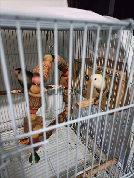 2 LoveBirds With Cage for sale 2