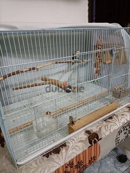 2 LoveBirds With Cage for sale 3