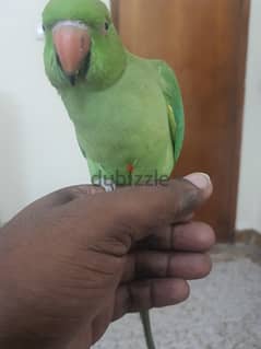 Green talking parrot