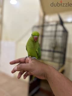 parrot male