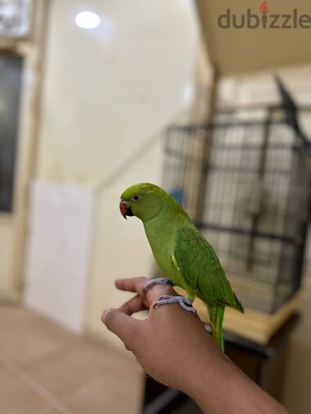 parrot male 1