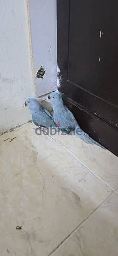 blue ringneck