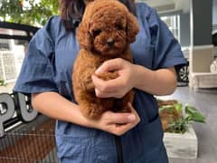 توي بودل الوان غامقةdark red toy poodle