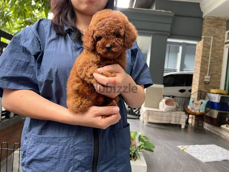 توي بودل الوان غامقةdark red toy poodle 1