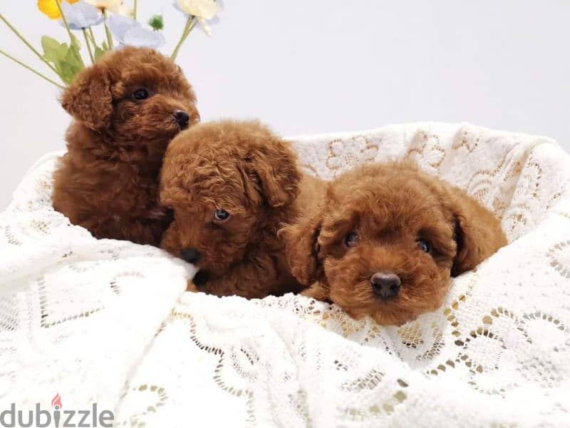 توي بودل الوان غامقةdark red toy poodle 3