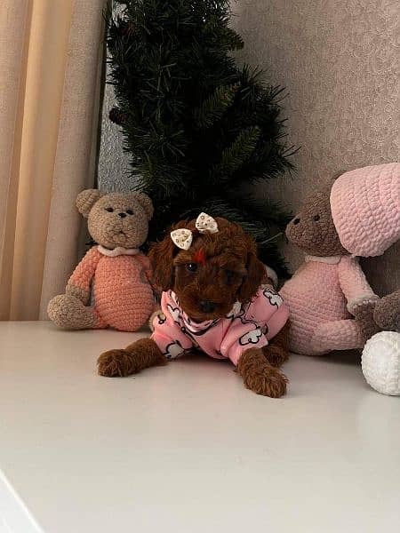 توي بودل الوان غامقةdark red toy poodle 4