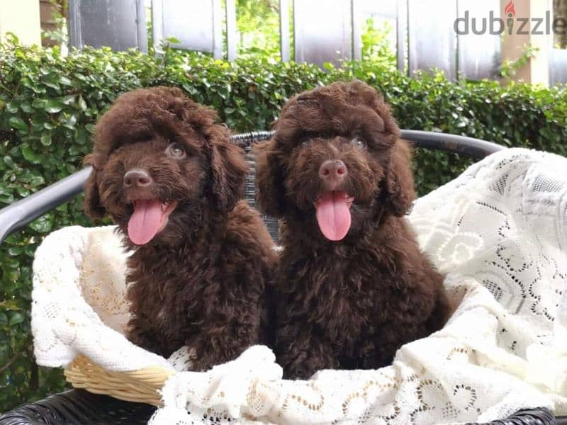 توي بودل الوان غامقةdark red toy poodle 5