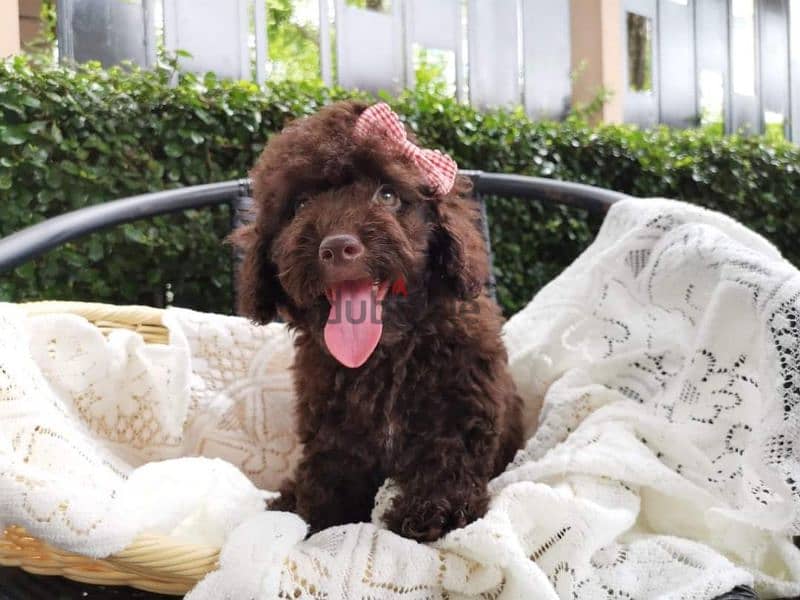 توي بودل الوان غامقةdark red toy poodle 6