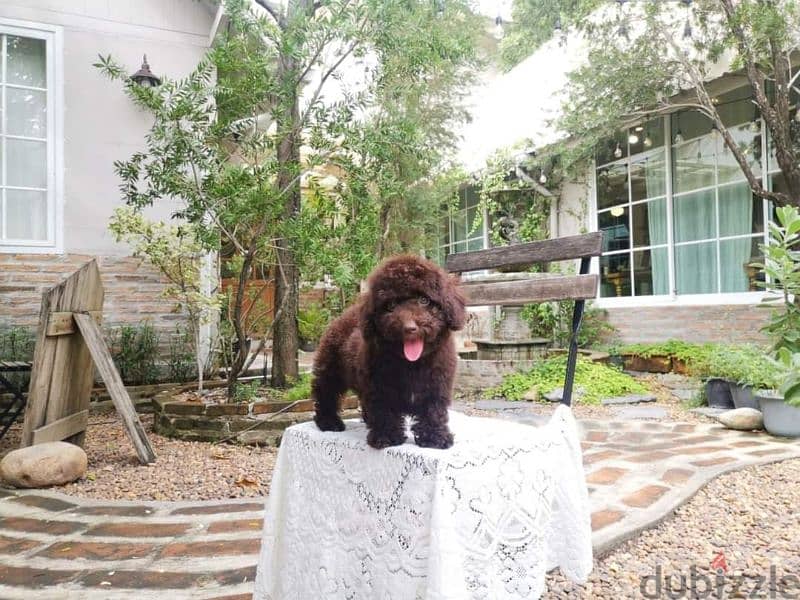 توي بودل الوان غامقةdark red toy poodle 7