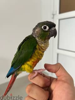 Green-cheek conure parrot - للبيع بغبغاء الكونيور