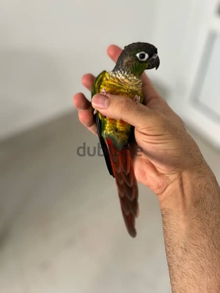 Green-cheek conure parrot - للبيع بغبغاء الكونيور 1