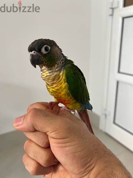 Green-cheek conure parrot - للبيع بغبغاء الكونيور 3