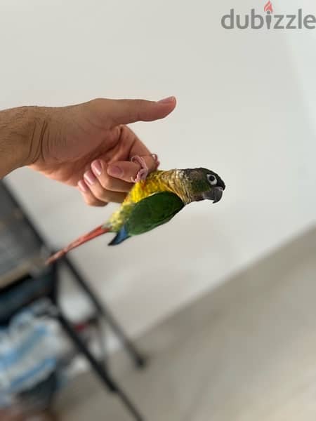 Green-cheek conure parrot - للبيع بغبغاء الكونيور 4