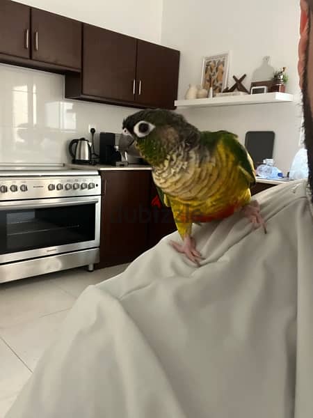 Green-cheek conure parrot - للبيع بغبغاء الكونيور 5