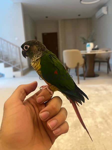 Green-cheek conure parrot - للبيع بغبغاء الكونيور 6