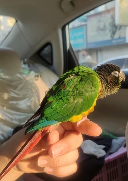 Green-cheek conure parrot - للبيع بغبغاء الكونيور 7