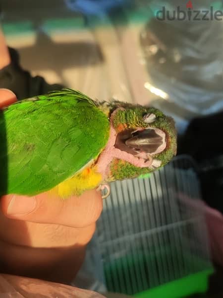 Green-cheek conure parrot - للبيع بغبغاء الكونيور 8