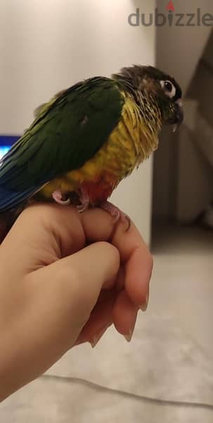 Green-cheek conure parrot - للبيع بغبغاء الكونيور 9