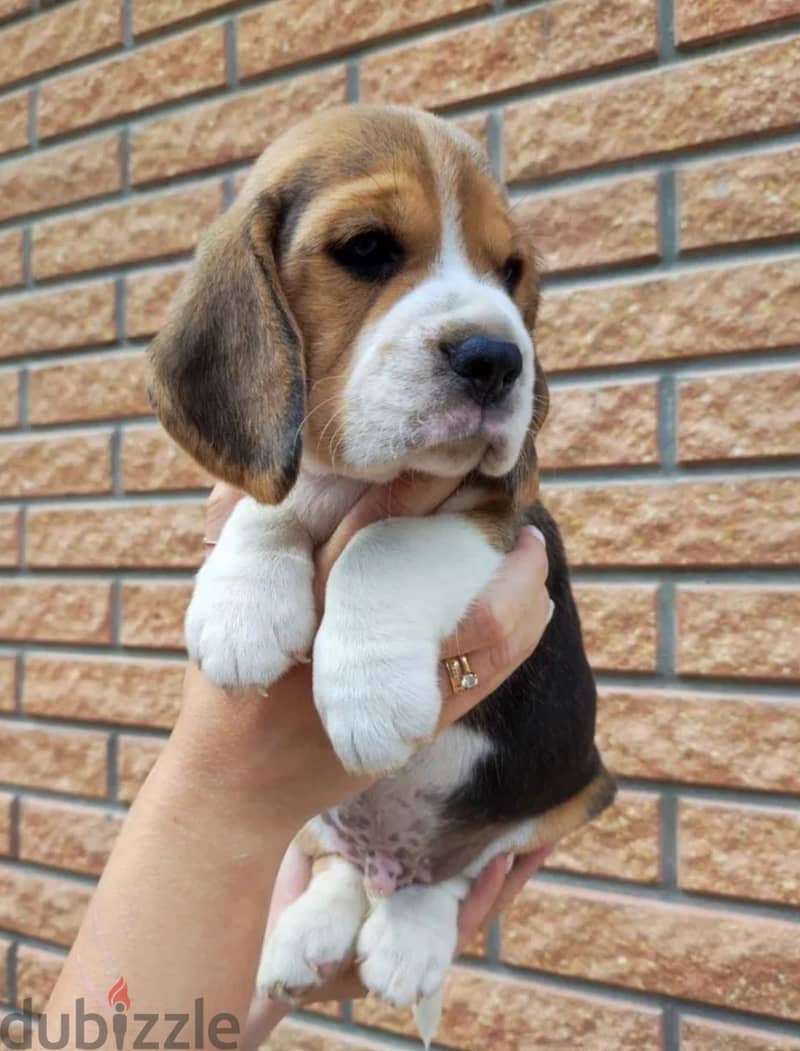 Beagle puppies 0