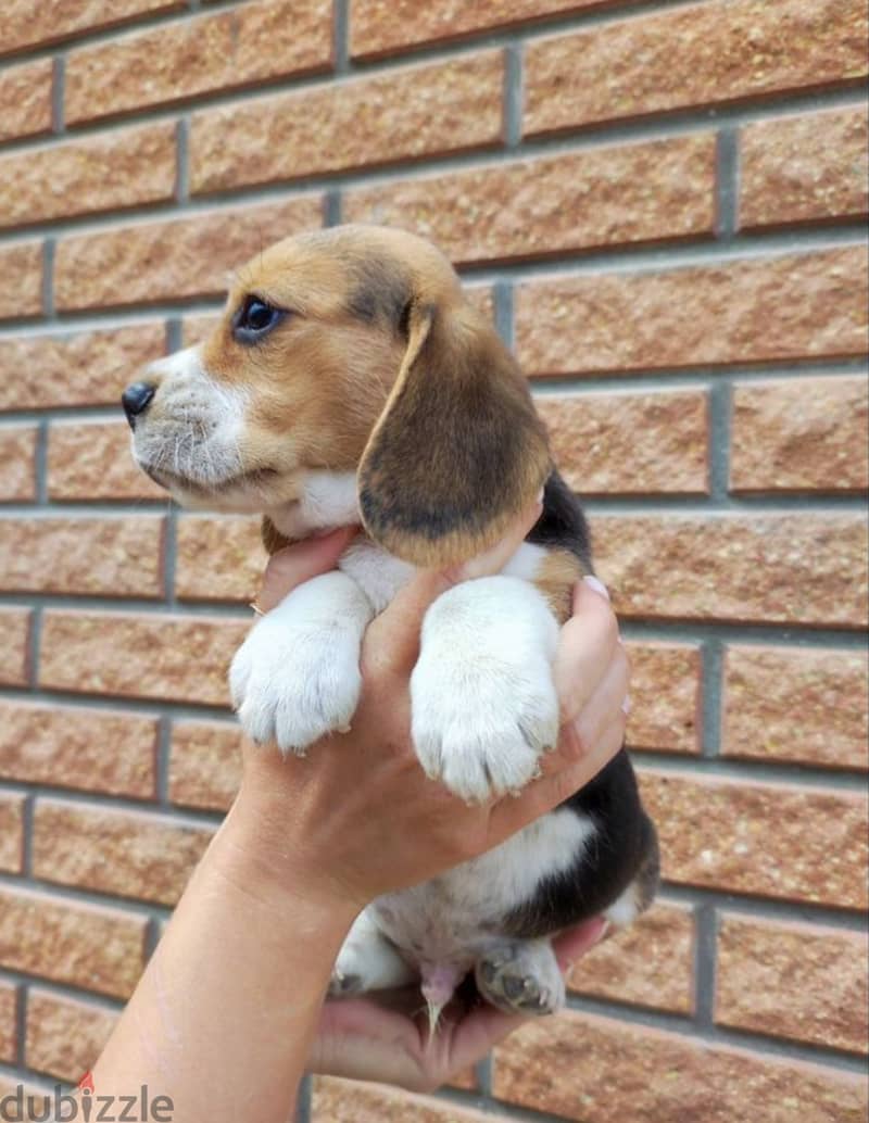 Beagle puppies 1