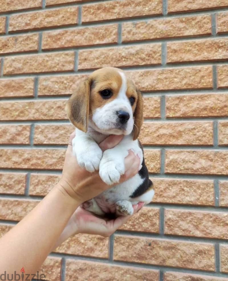 Beagle puppies 2