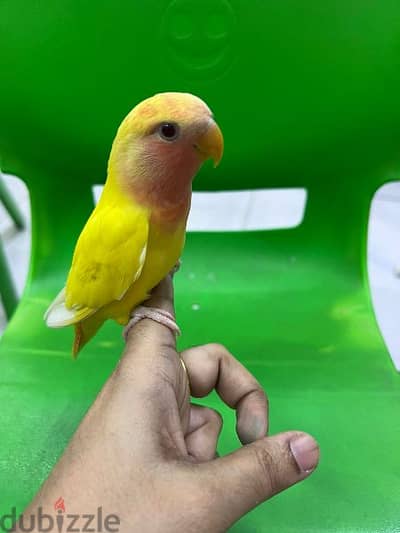 jumbo tamed love bird urgent for sale. .