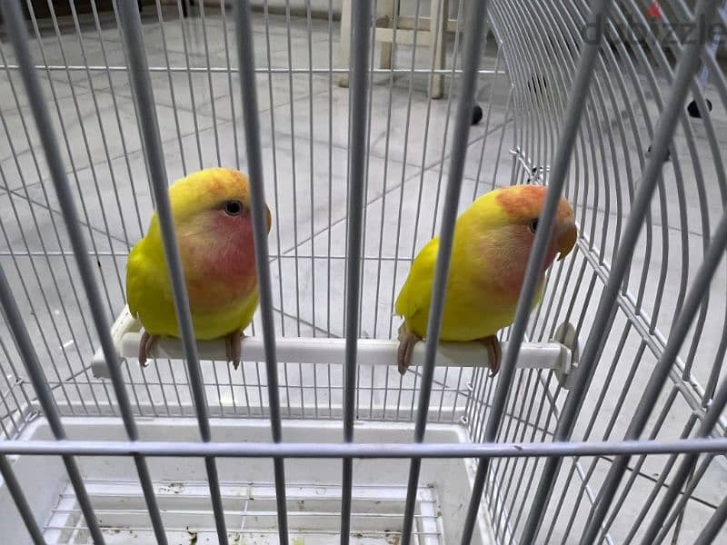 love bird babies urgent for sale. . 4