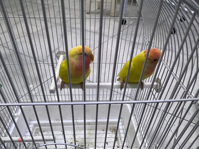 love bird babies urgent for sale. . 5