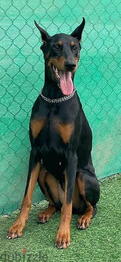 female Doberman top level for sell