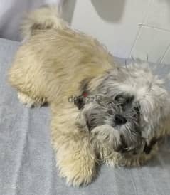 shihtzu dog for sale | كلب شتزو للبيع 0