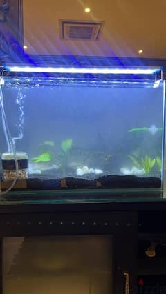 fish tank حوض سمك خالي للبيع مع المستلزمات 0