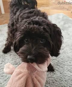 Maltese Puppy