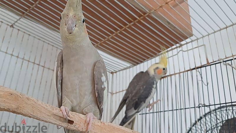 cocktail parrot breeder pair 0