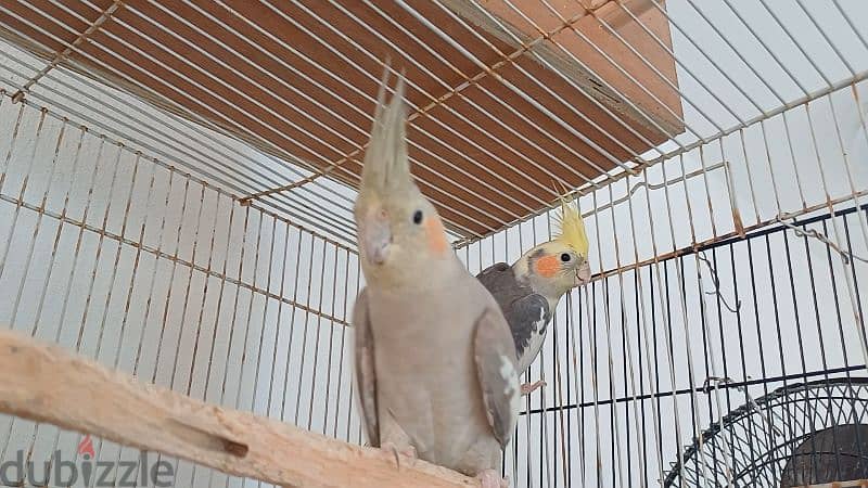 cocktail parrot breeder pair 1