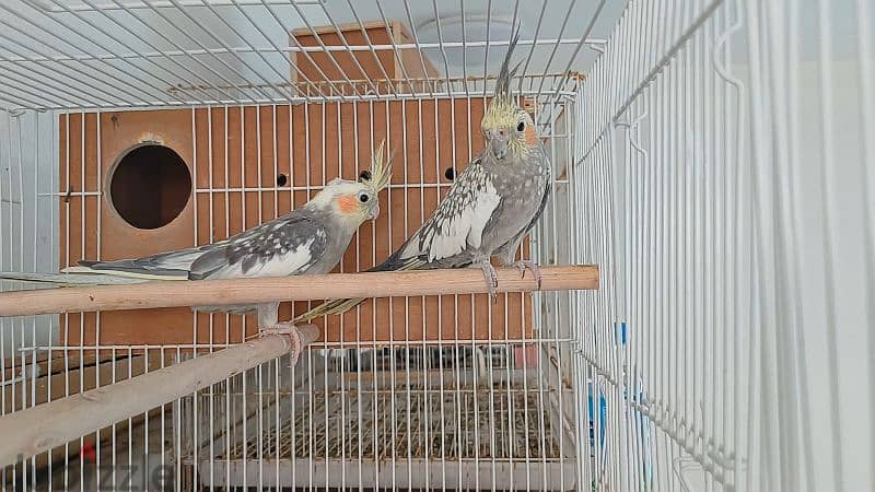 cocktail parrot breeder pair 3