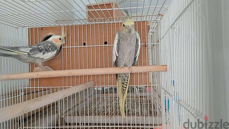 cocktail parrot breeder pair 4