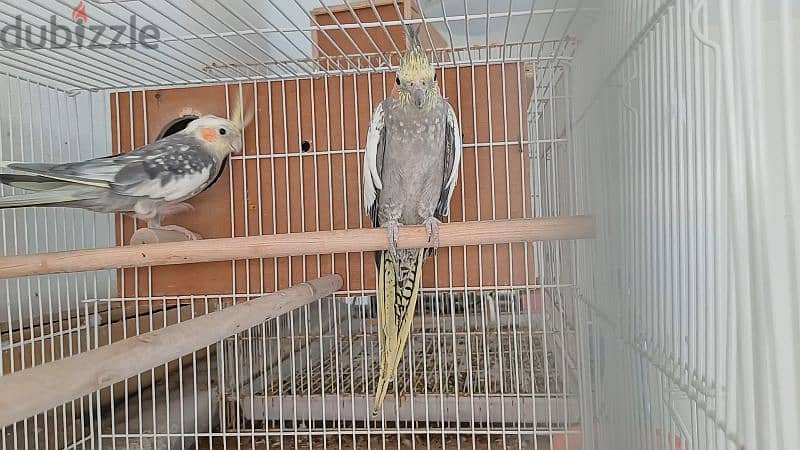 cocktail parrot breeder pair 5