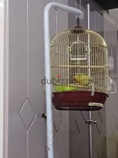 lovebirds and cage