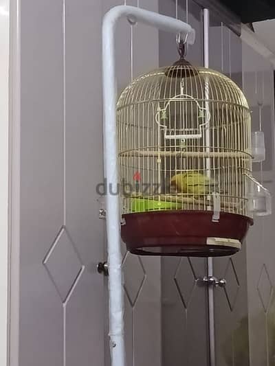 bird cage