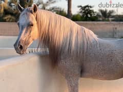 Bahraini Arabian Riding Horse for Sale 0