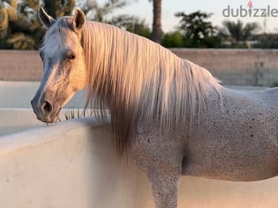 Bahraini Arabian Riding Horse for Sale