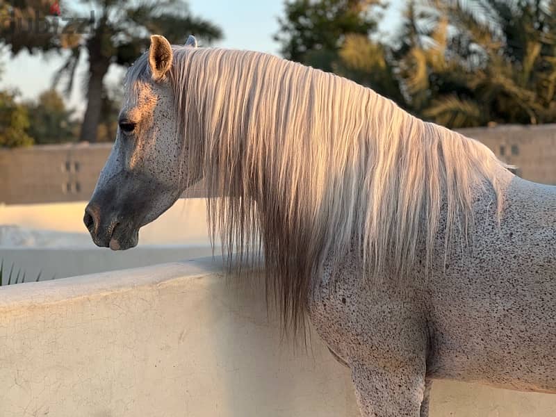 Bahraini Arabian Riding Horse for Sale 1