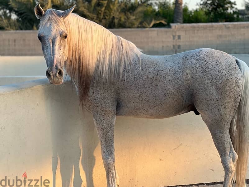 Bahraini Arabian Riding Horse for Sale 2