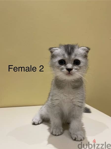 kitten for sale 2