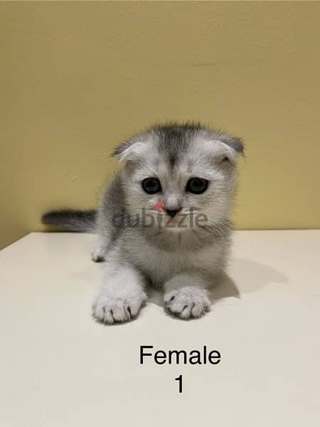 kitten for sale 3