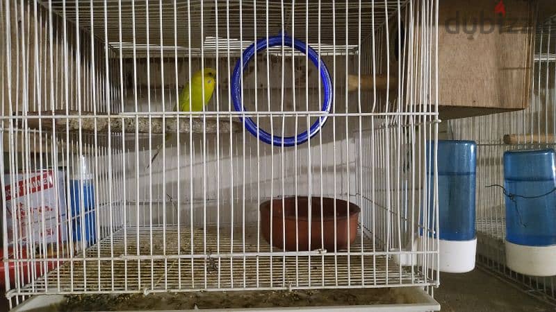 Budgies 3