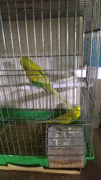 Budgies 8