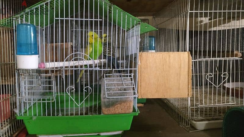 Budgies 12