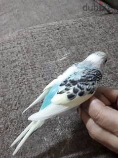 tamed budgies urgent for sale. . 0